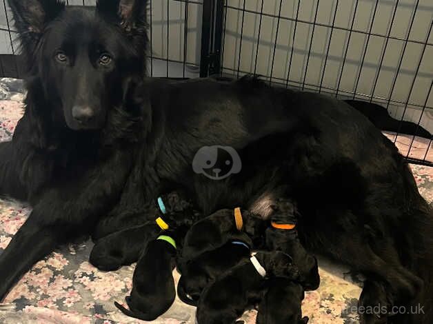 German shepherd pups for sale in Halifax, West Yorkshire - Image 1