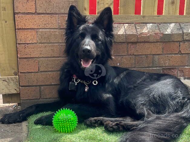 German shepherd pups for sale in Halifax, West Yorkshire - Image 4