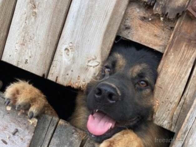 German shepherd pups for sale in Halifax, West Yorkshire - Image 5