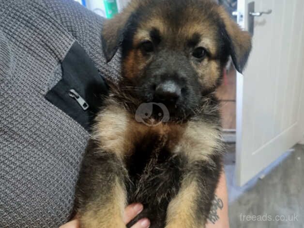 German shepherd pups for sale in Hull, East Riding of Yorkshire - Image 1