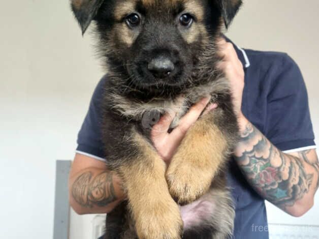 German shepherd pups for sale in Hull, East Riding of Yorkshire - Image 2