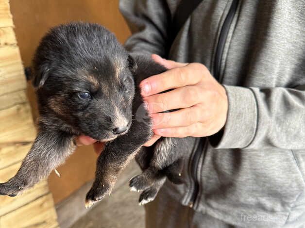 German shepherd pups for sale in Manchester, Greater Manchester