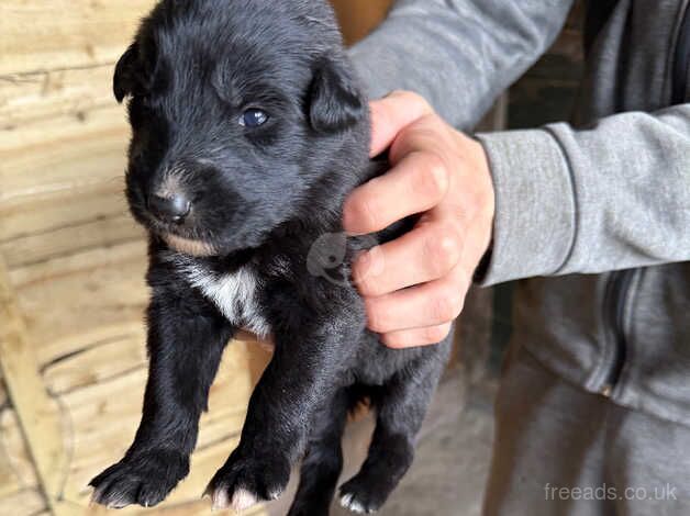 German Shepherd Puppies for sale in Greater Manchester