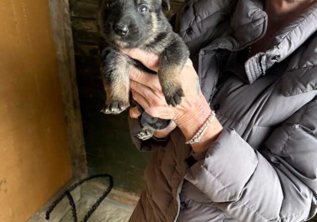 German shepherd pups for sale in Manchester, Greater Manchester - Image 1