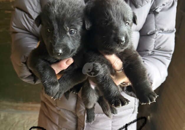 German shepherd pups for sale in Manchester, Greater Manchester - Image 2