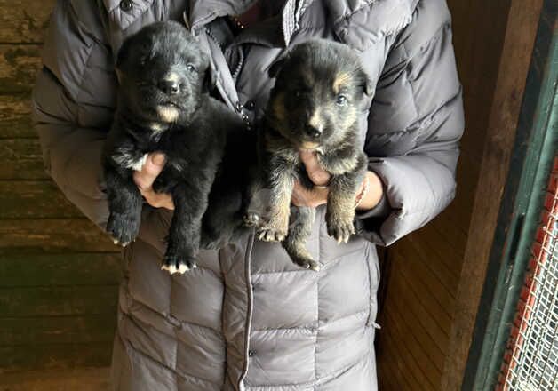 German Shepherd Puppies for sale