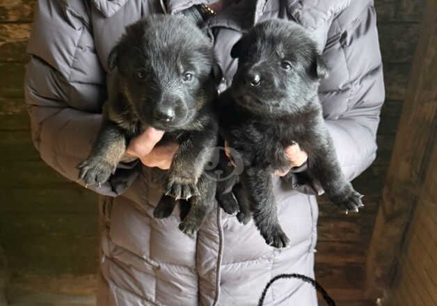 German Shepherd Puppies for sale in Greater Manchester