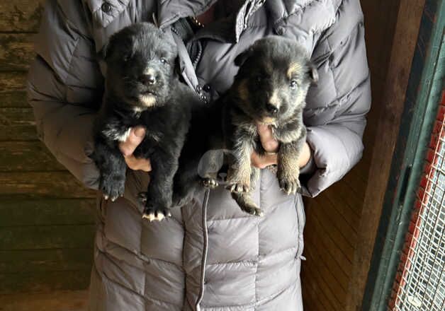 German Shepherd Puppies for sale