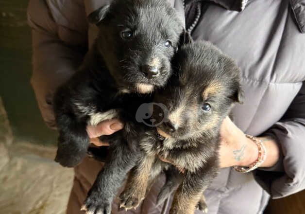 German shepherd pups for sale in Manchester, Greater Manchester - Image 5