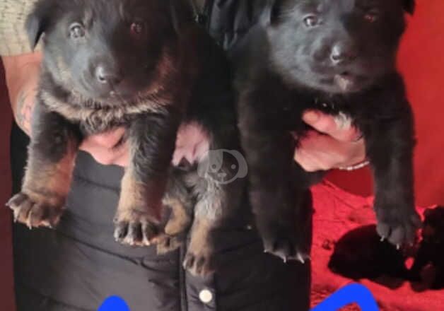 German shepherd pups for sale in Manchester, Greater Manchester - Image 5