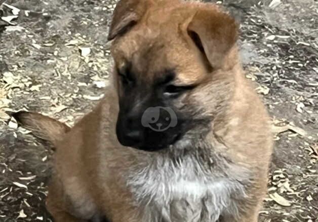 German Shepherd pups for sale in Peterhead, Aberdeenshire - Image 1