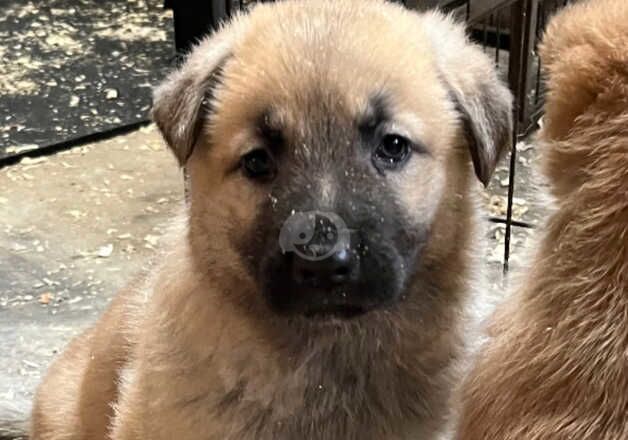 German Shepherd pups for sale in Peterhead, Aberdeenshire - Image 2