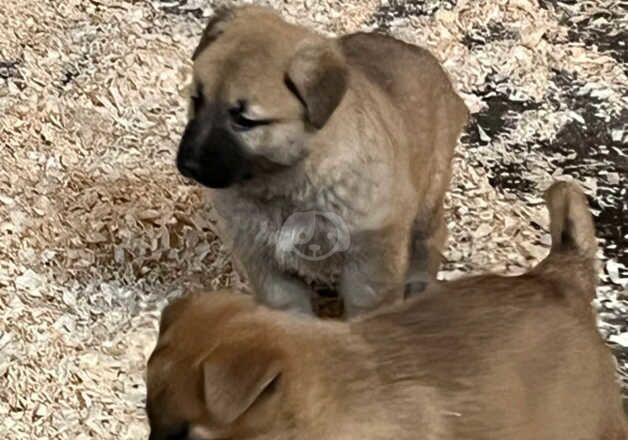 KC Registered German Shepherd Puppies for sale in Aberdeenshire