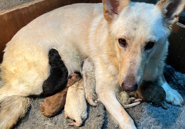 German Shepherd pups for sale in Peterhead, Aberdeenshire - Image 4