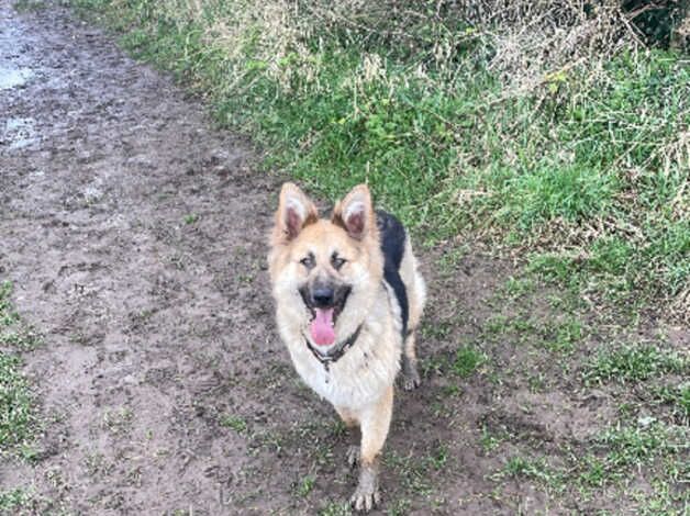 German shepherd pups looking for their forever home for sale in Middlesbrough, North Yorkshire