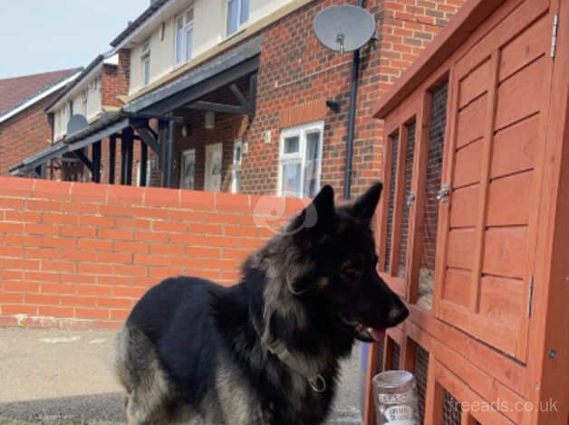 German shepherd pups looking for their forever home for sale in Middlesbrough, North Yorkshire - Image 2