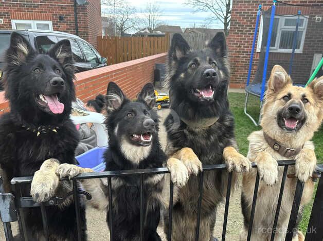 German shepherd pups looking for their forever home for sale in Middlesbrough, North Yorkshire - Image 3