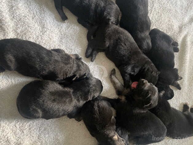 German shepherd pups looking for their forever home for sale in Middlesbrough, North Yorkshire - Image 4