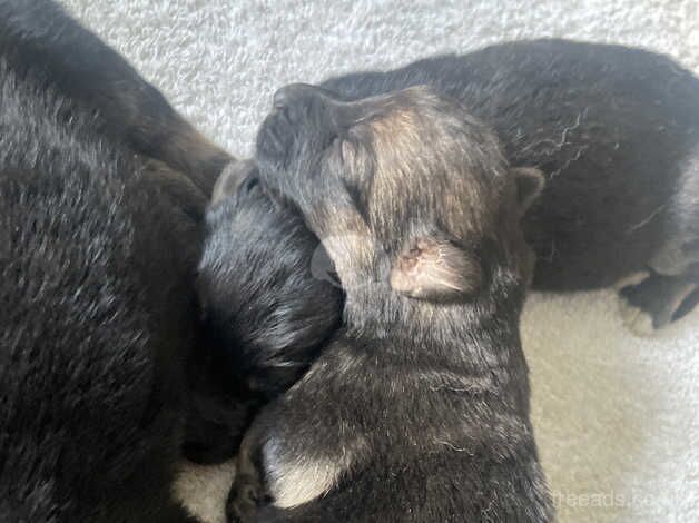 German shepherd pups looking for their forever home for sale in Middlesbrough, North Yorkshire - Image 5