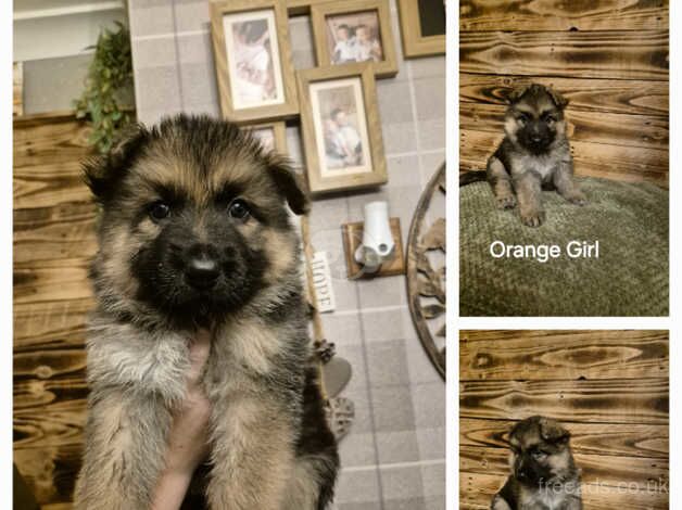 German Shepherd Pups x 7 for sale in Doncaster, South Yorkshire