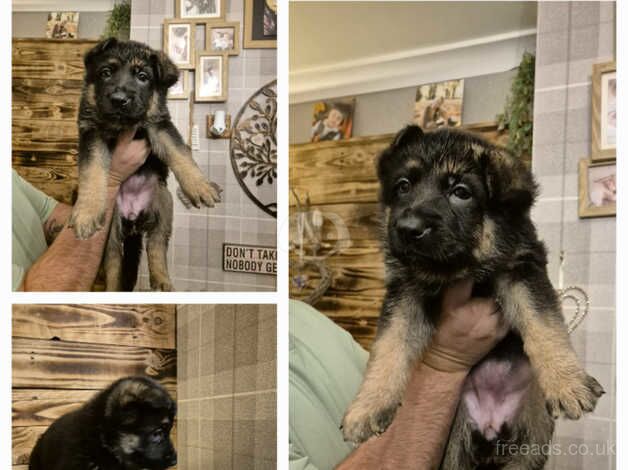 German Shepherd Pups x 7 for sale in Doncaster, South Yorkshire - Image 2