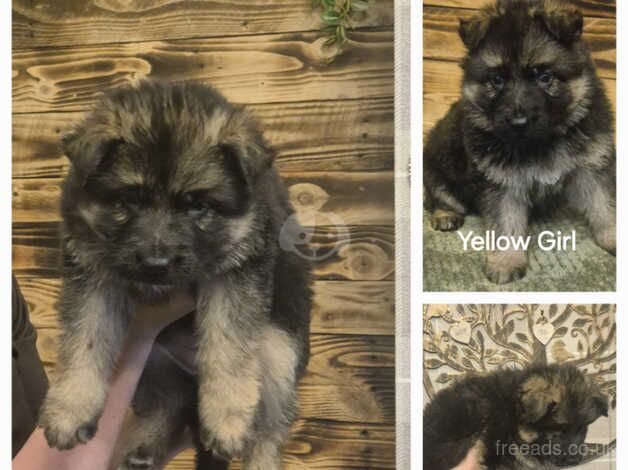 German Shepherd Pups x 7 for sale in Doncaster, South Yorkshire - Image 3