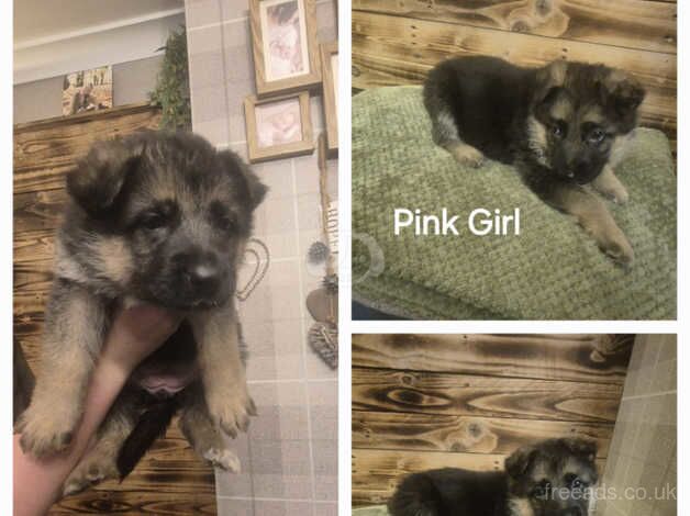 German Shepherd Pups x 7 for sale in Doncaster, South Yorkshire - Image 4