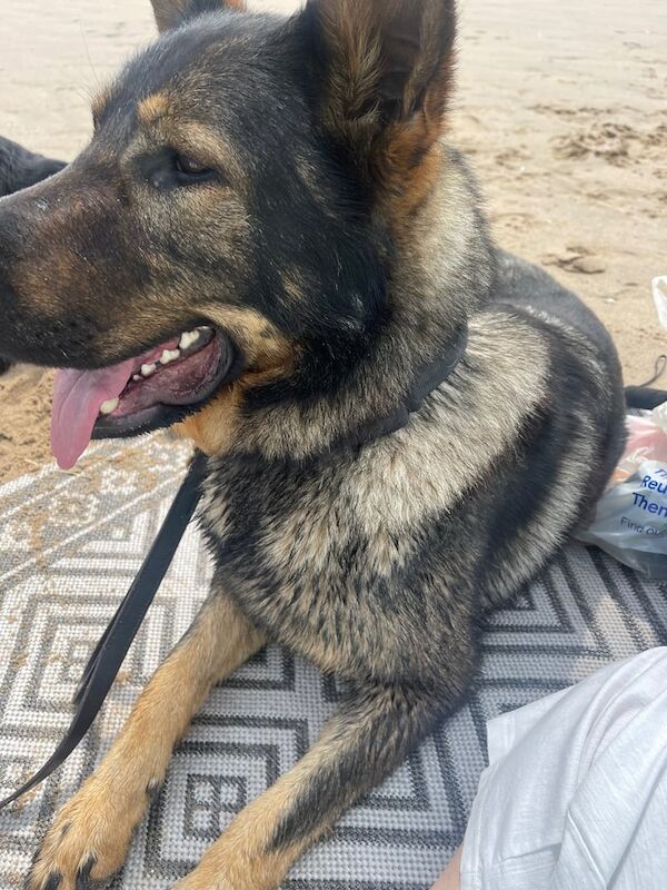 German shepherd & Rottweiler for sale in Altrincham, Greater Manchester