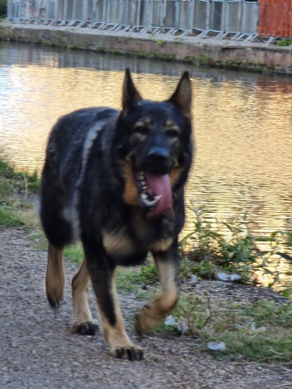 German shepherd & Rottweiler for sale in Altrincham, Greater Manchester - Image 2