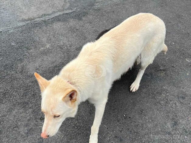 German Shepherd Straight back Beautiful girl for sale in Leeds, West Yorkshire