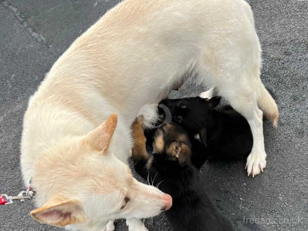 German Shepherd Puppies for sale in West Yorkshire