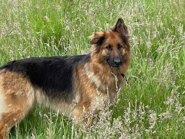 German Shepherd Straight back-KC for sale in Glasgow, Glasgow