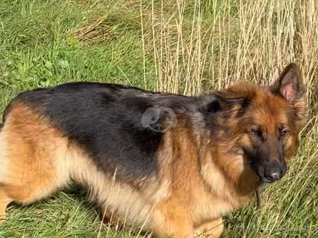 German Shepherds for sale in Glasgow, Glasgow