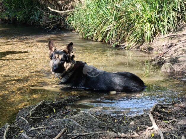 German shepherd stud use only for sale in Dereham, Norfolk