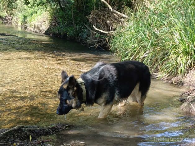 German shepherd stud use only for sale in Dereham, Norfolk - Image 2