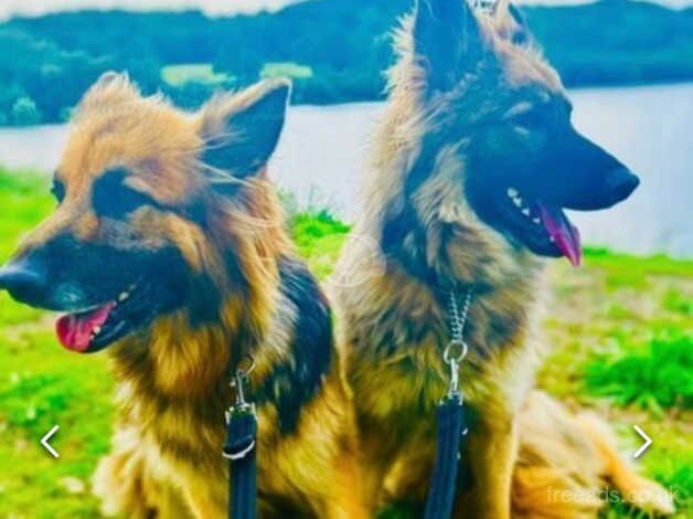 German Shepherd Stunners for sale in Matlock, Derbyshire