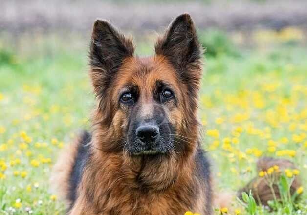 German shepherd to good home for sale in Banff, Aberdeenshire