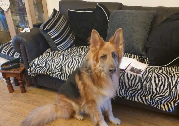 German Shepherd Urgently Needs Forever Home for sale in London, City of London, Greater London - Image 2