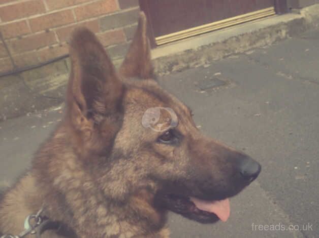 German shepherd working dog for sale in Accrington, Lancashire