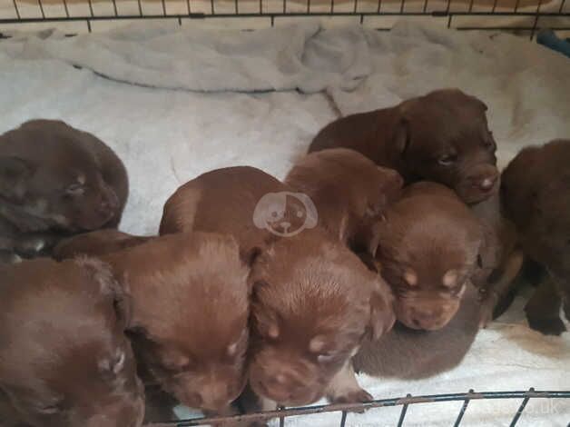 German shepherd x American bully puppies for sale in Sheffield, South Yorkshire