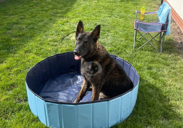 German Shepherd x Belgian Malinois 1 year old puppy for sale in St Athan/Sain Tathan, The Vale of Glamorgan