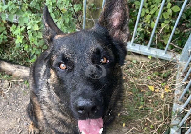 German Shepherd x Belgian Malinois 1 year old puppy for sale in St Athan/Sain Tathan, The Vale of Glamorgan - Image 3