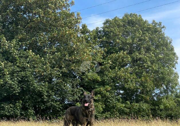 German Shepherd x Belgian Malinois 1 year old puppy for sale in St Athan/Sain Tathan, The Vale of Glamorgan - Image 4