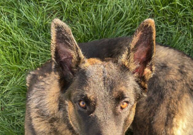 German Shepherd x Belgian Malinois 1 year old puppy for sale in St Athan/Sain Tathan, The Vale of Glamorgan - Image 5