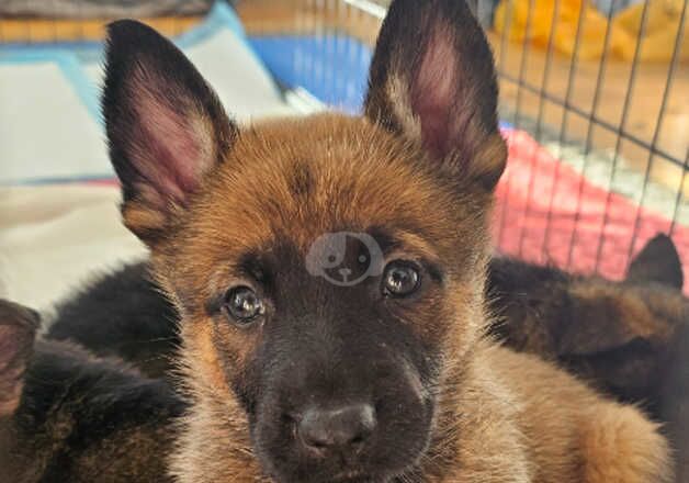 German Shepherd x Belgian Malinois 5 puppies for sale in Brighton, East Sussex