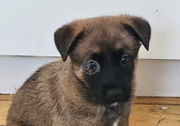 German Shepherd x Belgian Malinois 5 puppies for sale in Brighton, East Sussex - Image 2