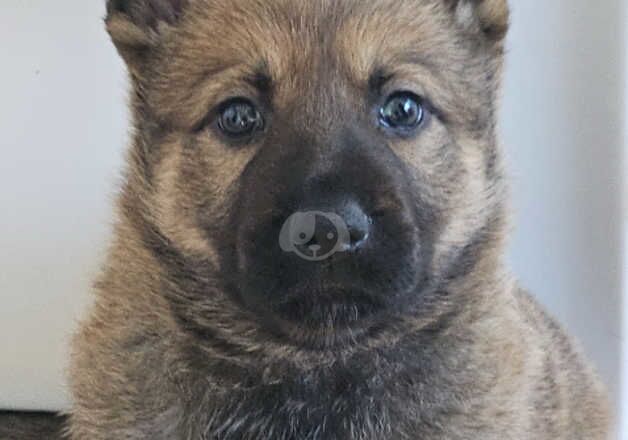 German Shepherd Puppies for sale in East Sussex