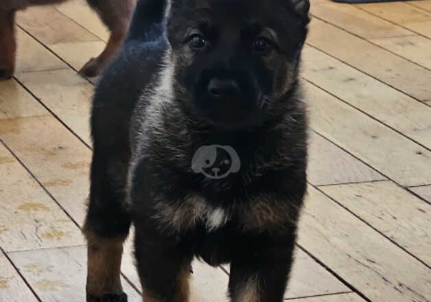 German Shepherd Puppies for sale