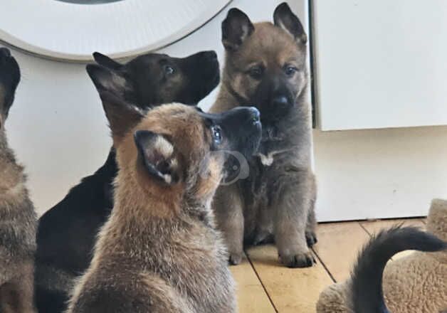 German Shepherd x Belgian Malinois 5 puppies for sale in Brighton, East Sussex - Image 5