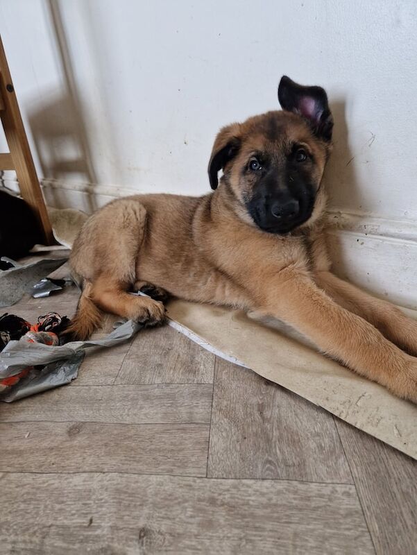 German shepherd x Belgian malinois for sale in Luton, Bedfordshire - Image 1